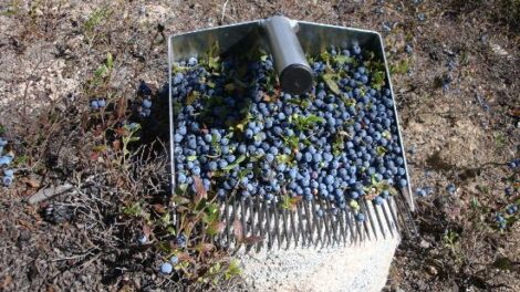 From the Ravages of Fire Come Berries Image